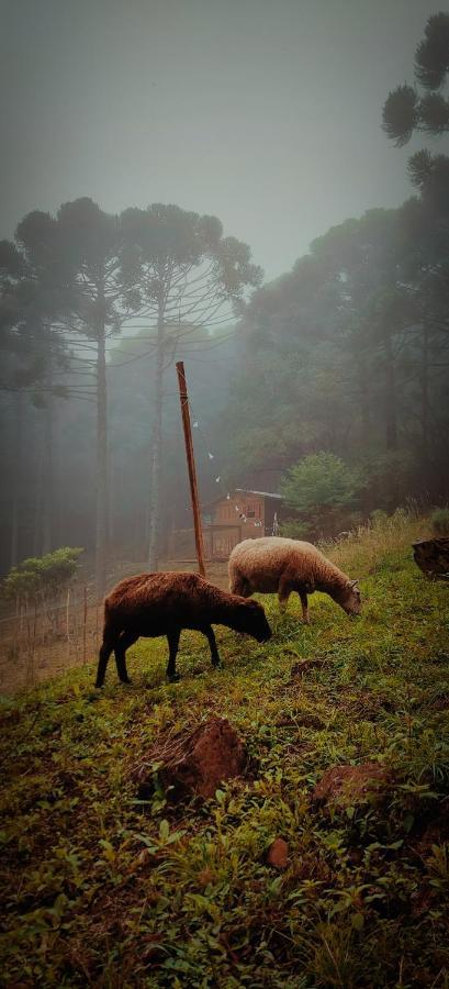 Estancia Las Araucarias Canela Buitenkant foto